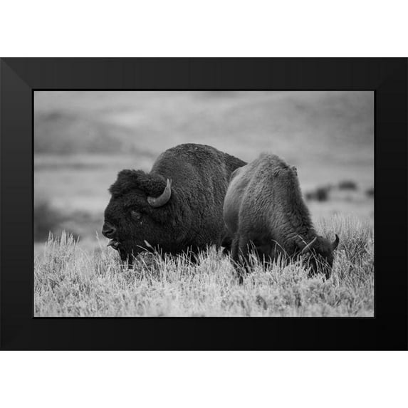 Herbert, Neal 18x13 Black Modern Framed Museum Art Print Titled - Bison Bull and Cow, Yellowstone National Park
