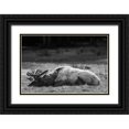 thumbnail image 1 of Herbert, Neal 18x13 Black Ornate Wood Framed with Double Matting Museum Art Print Titled - Bull Elk Sleeping in Spring, Yellowstone National Park, 1 of 4