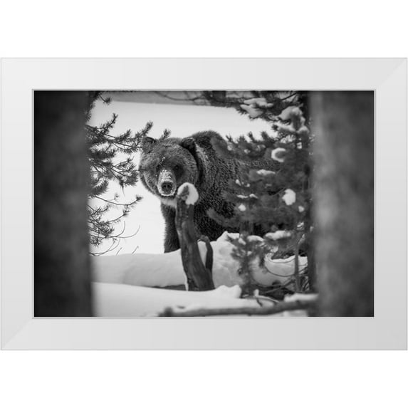Herbert, Neal 18x13 White Modern Wood Framed Museum Art Print Titled - Grizzly Bear near Canyon, Yellowstone National Park