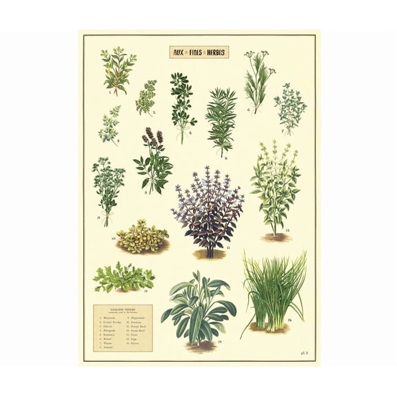Herbs Cavallini Poster, Unframed Paper Poster 8x10in