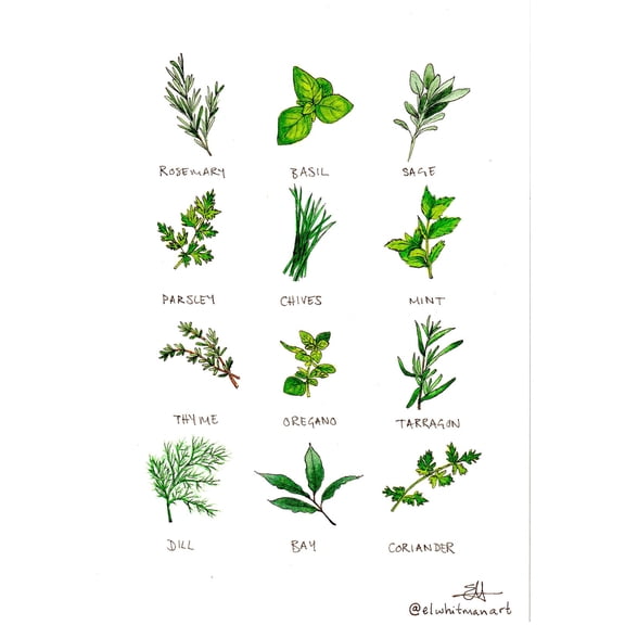 Herbs Watercolour Print, Unframed Paper Poster 8x10in