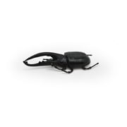 Hercules Beetle Toy, Realistic Rubber Model, Bug, Insect 3" CWG14 B13