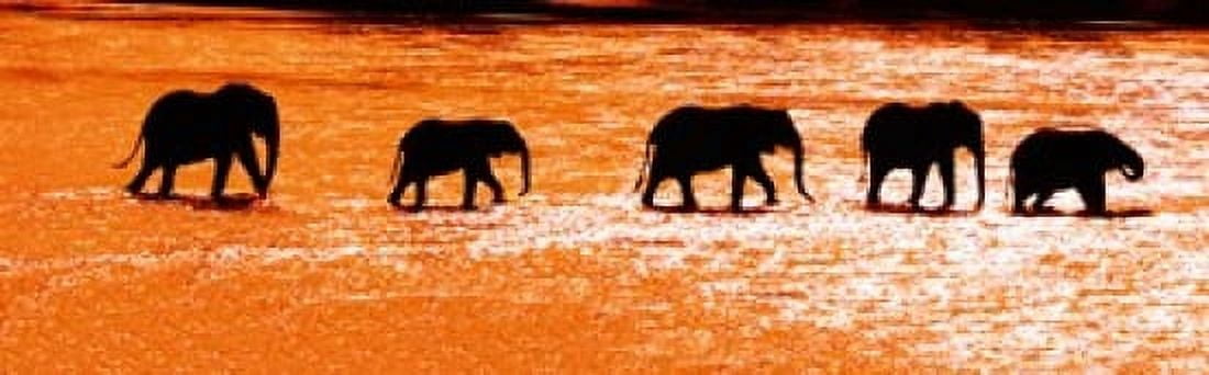 Herd of African elephants crossing the river Uaso Nyiro River Samburu National Park Rift Valley Province Kenya Canvas Art - Panoramic Images (36 x 12)