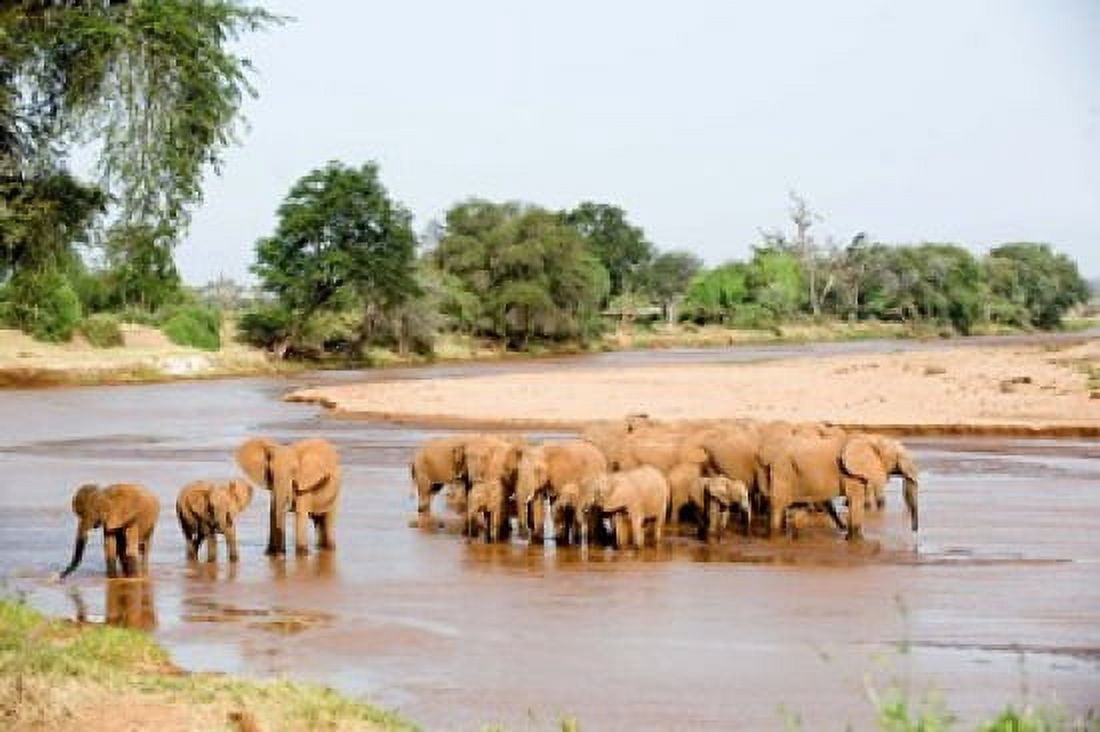 Herd of African elephants crossing the river Uaso Nyiro River Samburu National Park Rift Valley Province Kenya Canvas Art - Panoramic Images (36 x 24)