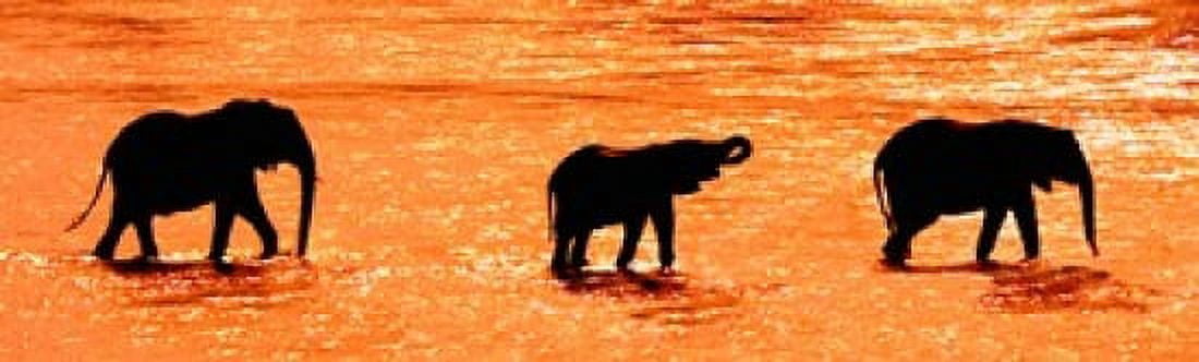 Herd of African elephants crossing the river Uaso Nyiro River Samburu National Park Rift Valley Province Kenya Canvas Art - Panoramic Images (38 x 12)