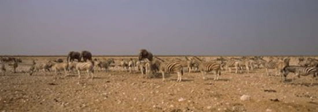 Herd of Burchells zebras (Equus quagga burchelli) with elephants in a field Etosha National Park Kunene Region Namibia Canvas Art - Panoramic Images (18 x 7)