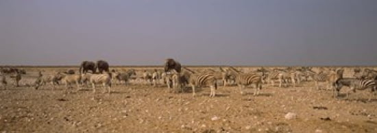 Herd of Burchells zebras (Equus quagga burchelli) with elephants in a field Etosha National Park Kunene Region Namibia Canvas Art - Panoramic Images (36 x 13)