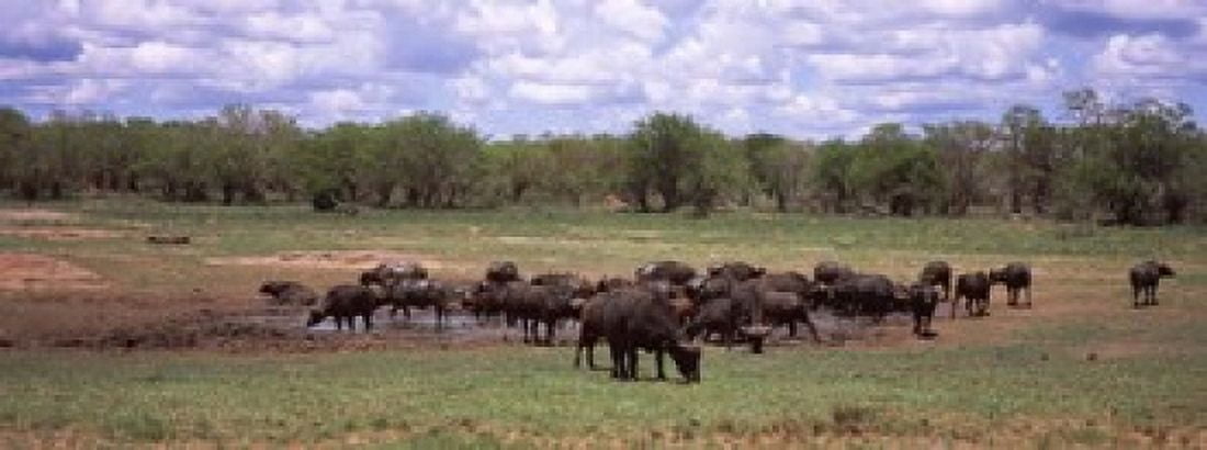 Herd of Cape buffaloes (Syncerus caffer) use a mud hole to cool off in mid-day sun Kruger National Park South Africa Canvas Art - Panoramic Images (15 x 6)