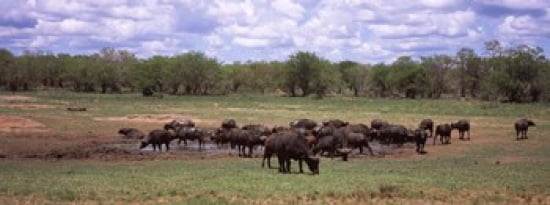Herd of Cape buffaloes (Syncerus caffer) use a mud hole to cool off in mid-day sun Kruger National Park South Africa Canvas Art - Panoramic Images (30 x 12)