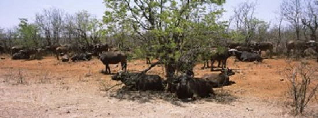 Herd of Cape buffaloes (Syncerus caffer) wait out in the minimal shade of thorn trees Kruger National Park South Africa Canvas Art - Panoramic Images (15 x 6)