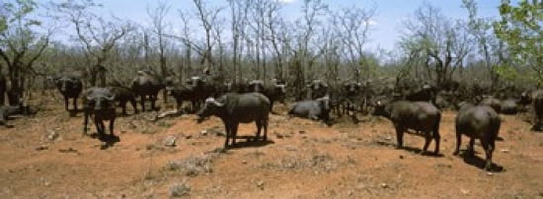 Herd of Cape buffaloes (Syncerus caffer) wait out in the minimal shade of thorn trees Kruger National Park South Africa Canvas Art - Panoramic Images (18 x 7)