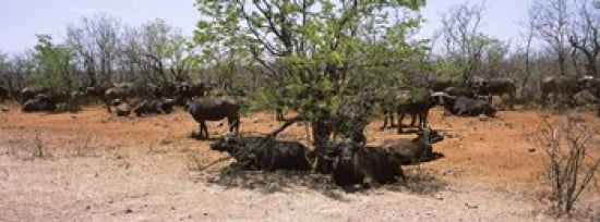 Herd of Cape buffaloes (Syncerus caffer) wait out in the minimal shade of thorn trees Kruger National Park South Africa Canvas Art - Panoramic Images (30 x 12)