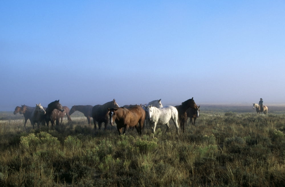 Herd Of Horses And Cowboy On Horseback Canvas Art - Natural Selection Craig Tuttle Design Pics (36 x 24)