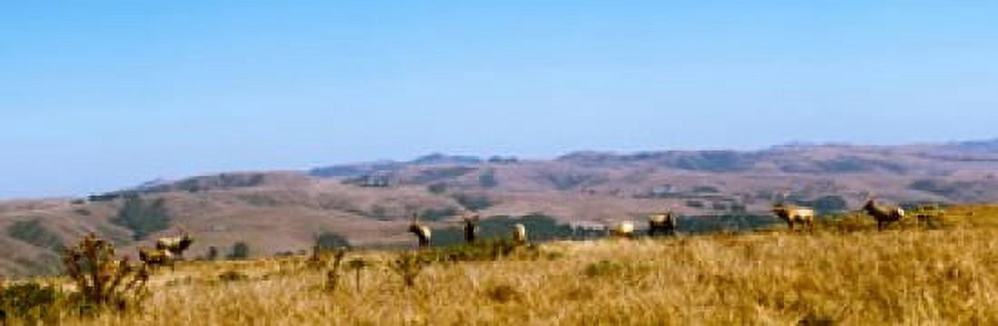 Herd of Roosevelt elk (Cervus canadensis roosevelti) at Point Reyes National Seashore Marin County California USA Canvas Art - Panoramic Images (36 x 12)
