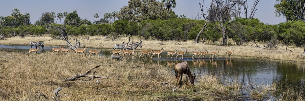 Herd of Zebras Impalas (Aepyceros melampus) Warthog (Phacochoerus aethiopicus) and Bushbuck (Tragelaphus scriptus) in a forest Chitabe Okavango Delta Botswana Canvas Art - Panoramic Images (36 x 12)