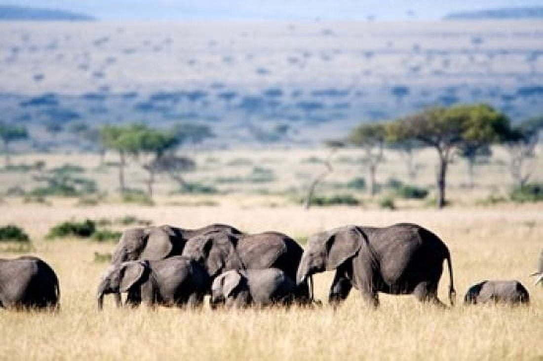 Herd of African elephants (Loxodonta africana) in plains Masai Mara National Reserve Kenya Canvas Art - Panoramic Images (36 x 24)
