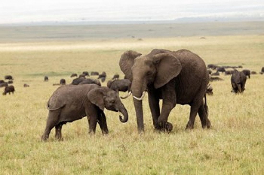 Herd of African elephants Maasai Mara Kenya Canvas Art - Adam Jones DanitaDelimont (35 x 23)