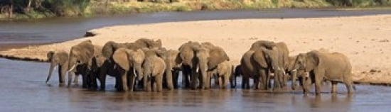 Herd of African elephants at a river Canvas Art - Panoramic Images (40 x 12)