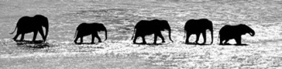 Herd of African elephants crossing the river Uaso Nyiro River Samburu National Park Rift Valley Province Kenya Canvas Art - Panoramic Images (20 x 5)
