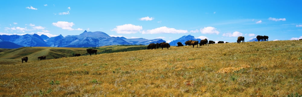 Herd of American bison (Bison bison) in Blackfeet Indian Reservation Montana USA Canvas Art - Panoramic Images (27 x 9)