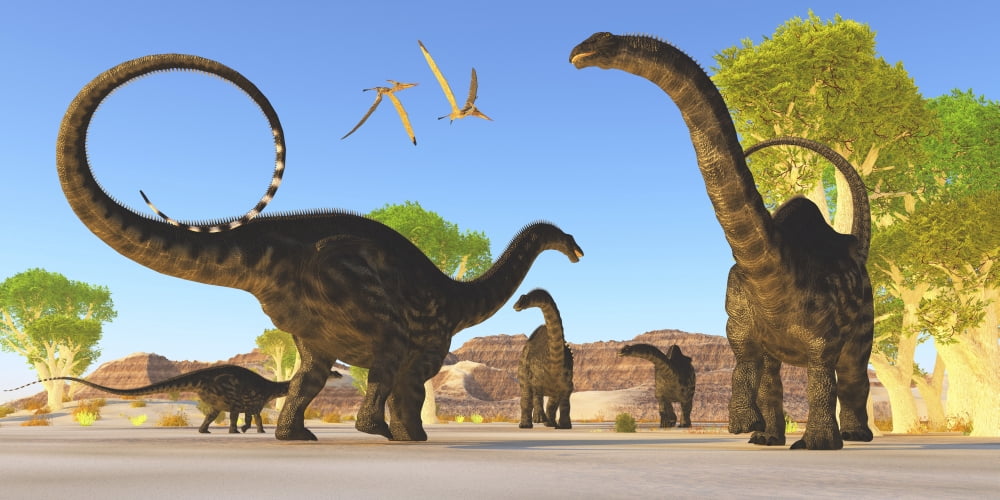 Herd of Apatosaurus dinosaurs wander through a prehistoric forest Canvas Art - Corey FordStocktrek Images (20 x 10)