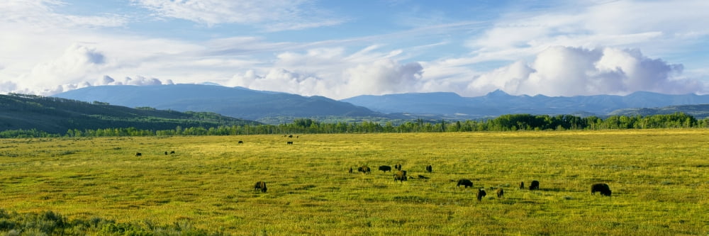 Herd of Bison grazing in a field Antelope Flats Grand Teton National Park Wyoming USA Canvas Art - Panoramic Images (36 x 12)