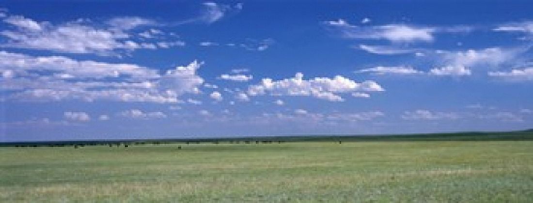 Herd of Bison on prairie Cheyenne WY USA Canvas Art - Panoramic Images (15 x 6)
