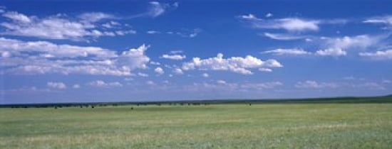 Herd of Bison on prairie Cheyenne WY USA Canvas Art - Panoramic Images (30 x 12)