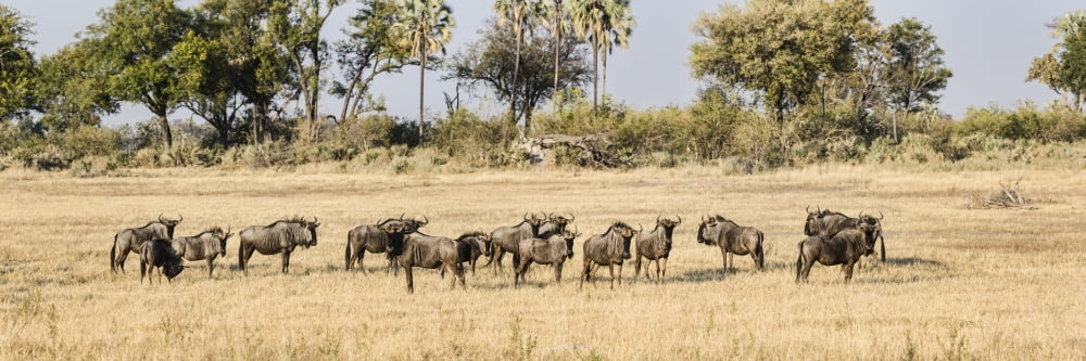 Herd of Blue Wildebeest (Connochaetes taurinus) grazing in a forest Chitabe Okavango Delta Botswana Canvas Art - Panoramic Images (36 x 12)