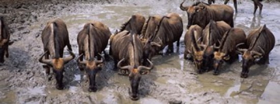Herd of Blue wildebeests (Connochaetes taurinus) at a waterhole Mkuze Game Reserve Kwazulu-Natal South Africa Canvas Art - Panoramic Images (30 x 12)
