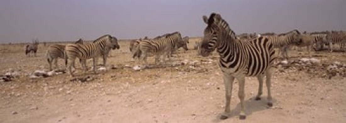 Herd of Burchells zebras (Equus quagga burchelli) in a field Etosha National Park Kunene Region Namibia Canvas Art - Panoramic Images (18 x 7)