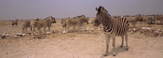 Herd of Burchells zebras (Equus quagga burchelli) in a field Etosha National Park Kunene Region Namibia Canvas Art - Panoramic Images (36 x 13)