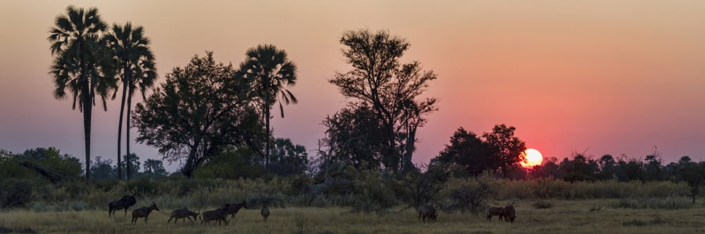 Herd of Bushbuck (Tragelaphus scriptus) in a forest at dusk Chitabe Okavango Delta Botswana Canvas Art - Panoramic Images (36 x 12)