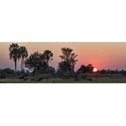 Herd of Bushbuck Tragelaphus scriptus in a forest at dusk, Chitabe, Okavango Delta, Botswana Poster Print 27 x 9