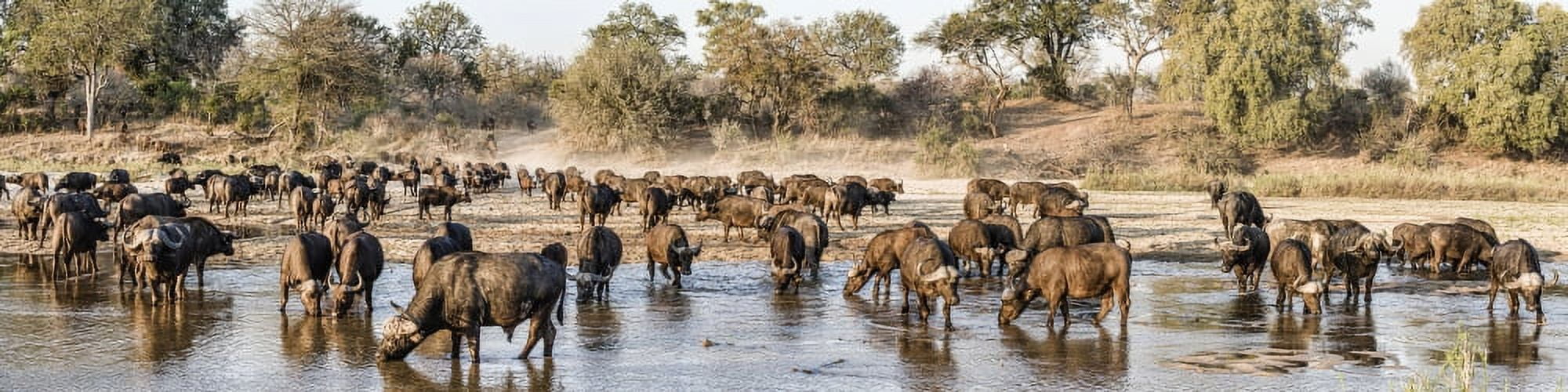 Herd of Cape Buffalos (Syncerus caffer) in river Mala Mala Game Reserve South Africa Canvas Art - Panoramic Images (48 x 12)