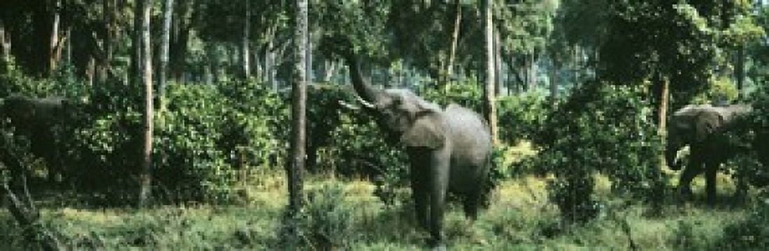 Herd of Elephants Maasai Mara National Park Kenya Africa Canvas Art - Panoramic Images (18 x 6)