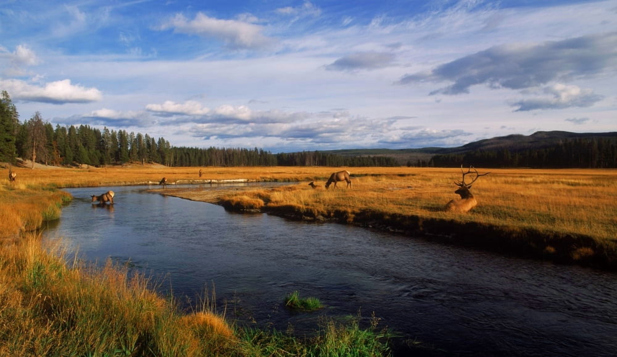 Herd of Elk (Cervus canadensis) at riverbank Yellowstone National Park Wyoming USA Canvas Art - Panoramic Images (12 x 20)