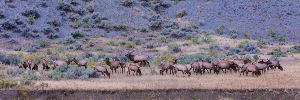 Herd of Elk (Cervus canadensis) walking in a forest Yellowstone National Park Wyoming USA Canvas Art - Panoramic Images (12 x 36)