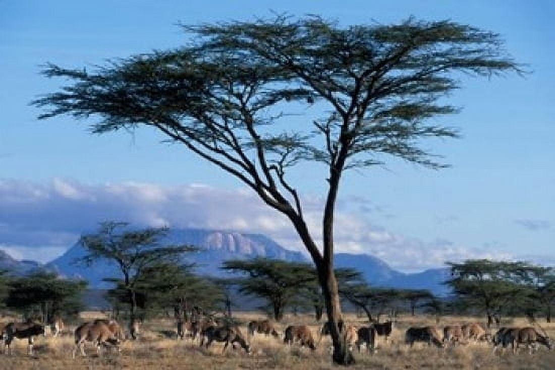Herd of Gemsbok Feeding Buffalo Springs Game Reserve Kenya Canvas Art - Paul Souders DanitaDelimont (18 x 12)