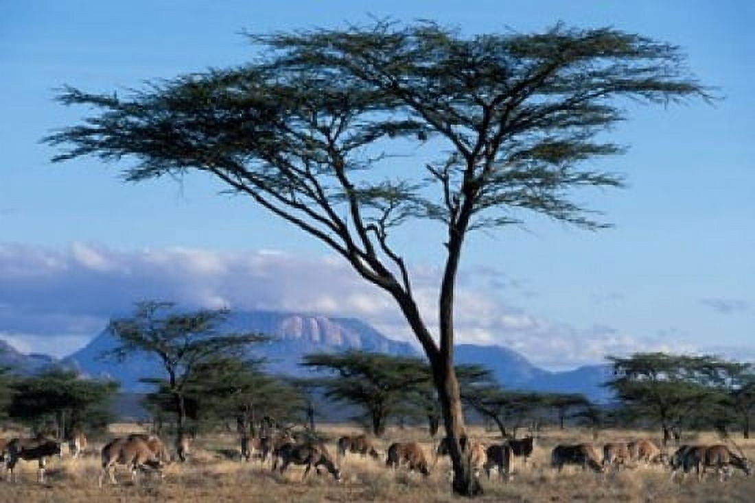 Herd of Gemsbok Feeding Buffalo Springs Game Reserve Kenya Canvas Art - Paul Souders DanitaDelimont (36 x 24)