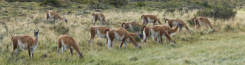 Herd of Guanacos (Lama guanicoe) grazing in grassy area Torres Del Paine National Park Chile Canvas Art - Panoramic Images (36 x 12)