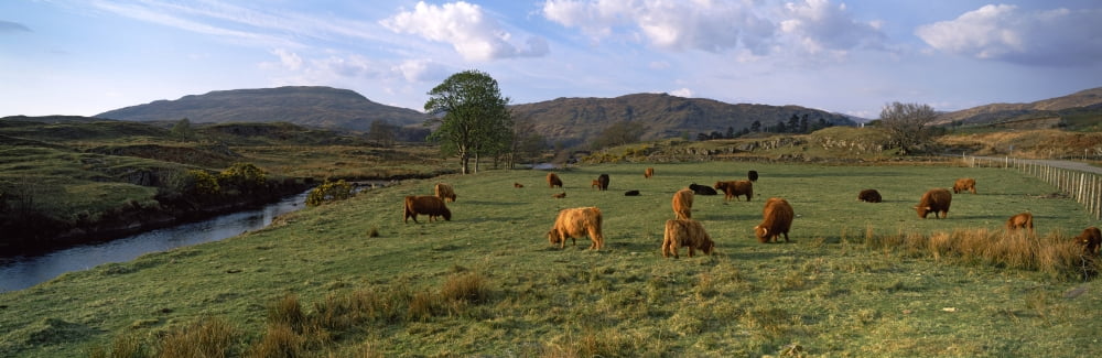 Herd of Highland cattle grazing in a field Loch Aline Highlands Region Scotland Canvas Art - Panoramic Images (36 x 12)