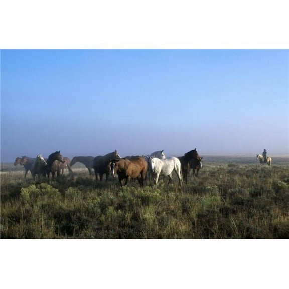 Herd of Horses & Cowboy On Horseback Poster Print by Natural Selection Craig Tuttle, 36 x 24 - Large