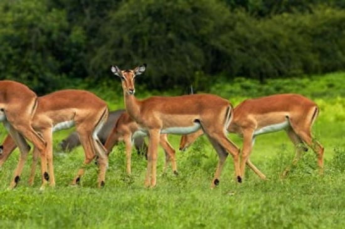 Herd of Impala by Chobe River Chobe NP Kasane Botswana Africa Canvas Art - David Wall DanitaDelimont (24 x 15)