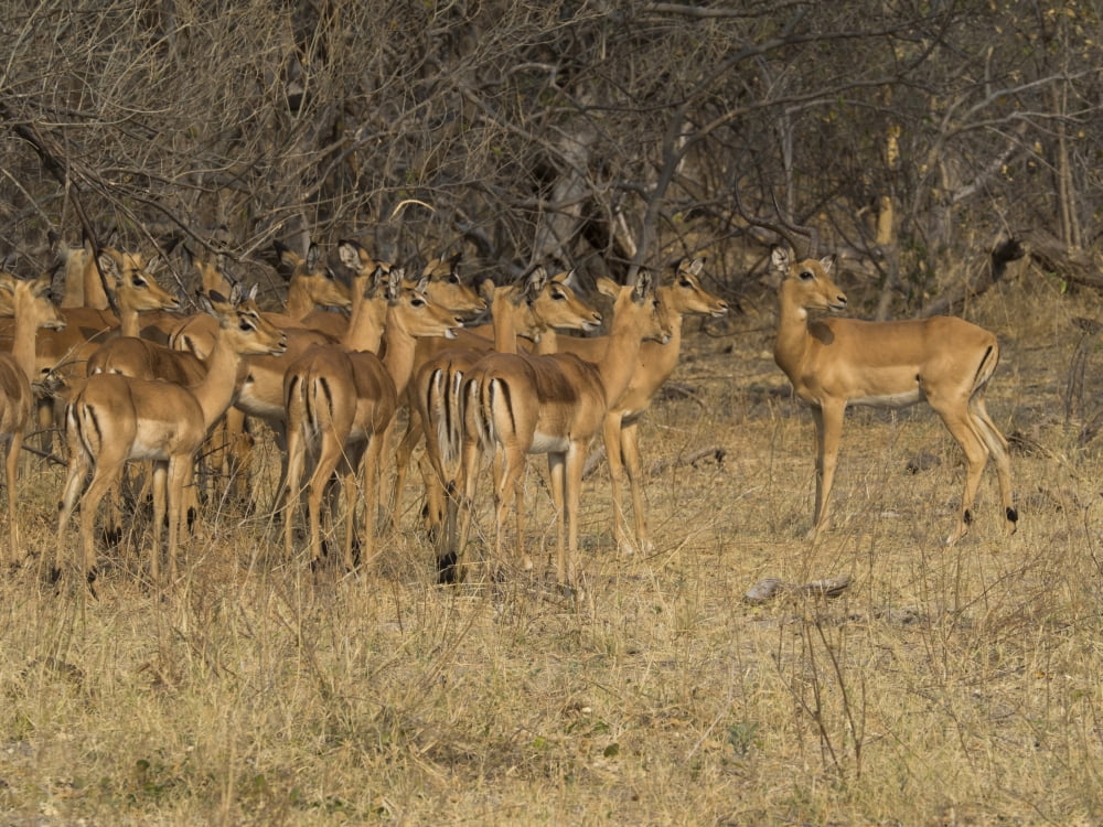 Herd of Impalas (Aepyceros melampus) standing in a forest Linyanti Concession Ngamiland Botswana Canvas Art - Panoramic Images (12 x 16)