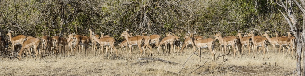 Herd of Impalas (Aepyceros melampus) walking in a forest Mashatu Game Reserve Botswana Canvas Art - Panoramic Images (36 x 9)