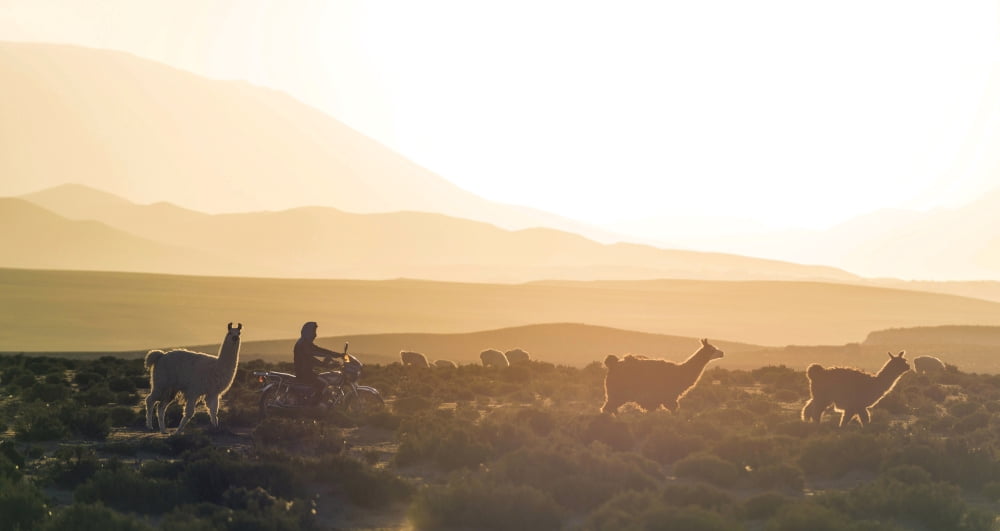 Herd of Llamas (Lama glama) in a desert Villa Alota Altiplano Bolivia Canvas Art - Panoramic Images (36 x 12)