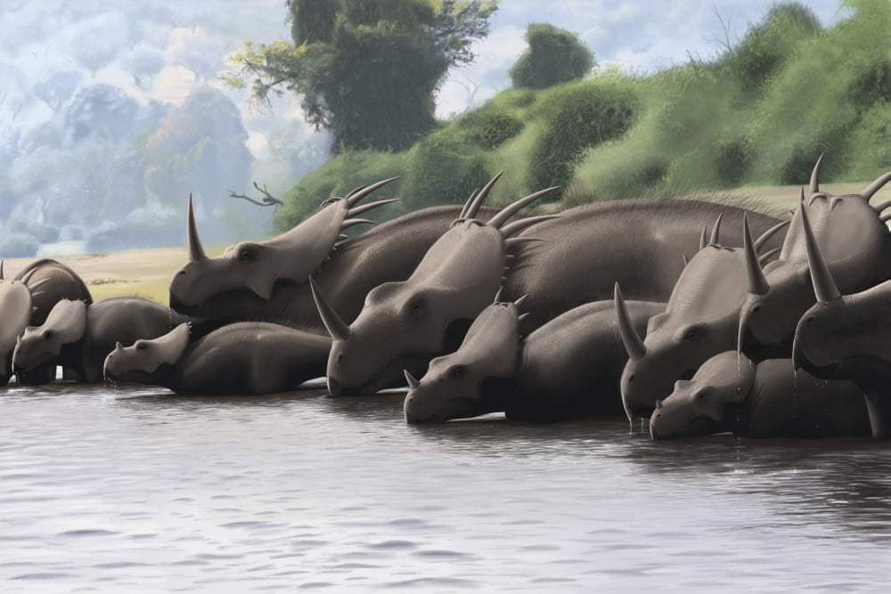 Herd of Styracosaurus dinosaurs grazing in a prehistoric lake Canvas Art - Michele DessiStocktrek Images (35 x 24)