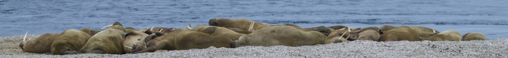 Herd of Walrus (Odobenus rosmarus) basking on the coast Spitsbergen Svalbard Islands Norway Canvas Art - Panoramic Images (44 x 6)
