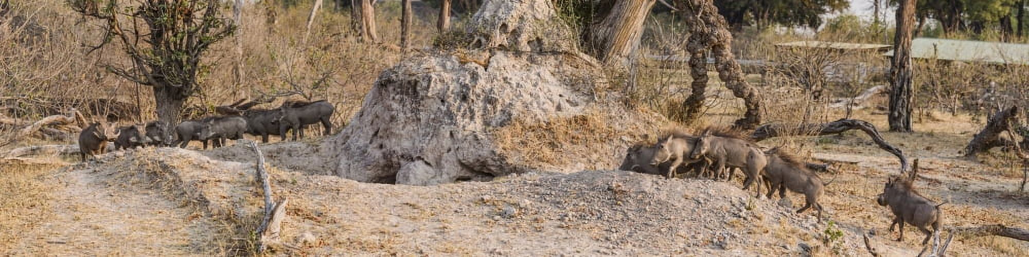 Herd of Warthogs (Phacochoerus aethiopicus) in a forest Kings Pool Camp Linyanti Okavango Delta Botswana Canvas Art - Panoramic Images (36 x 9)